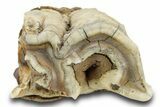 Fossil Woolly Rhino (Coelodonta) Tooth w/ Jaw Section - Siberia #380747-2